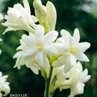 تصویر مریم اصفهانی